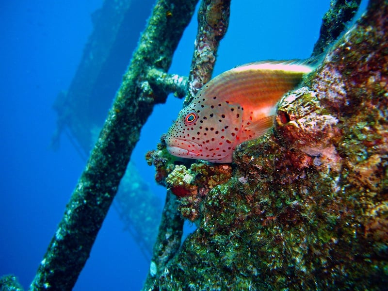 SS Yongala Wreck, Australia